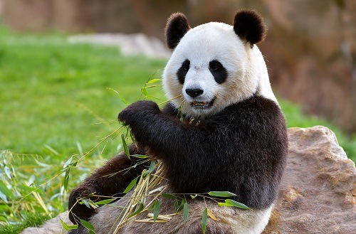 Panda Panda